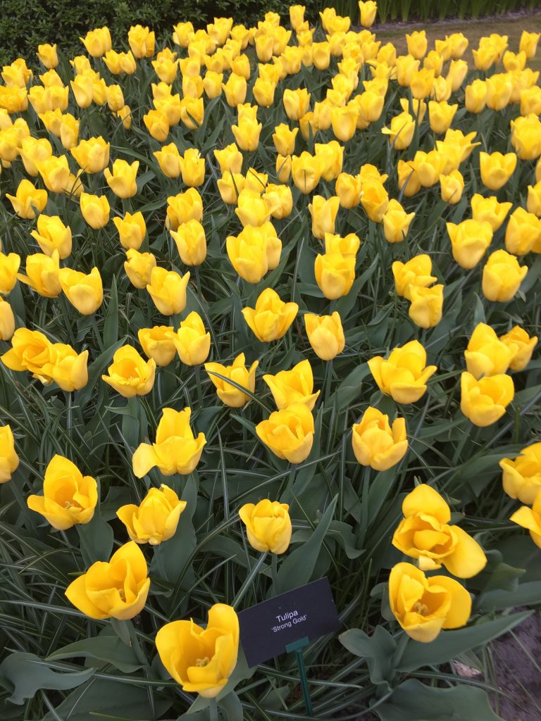 ストロング　ゴールド