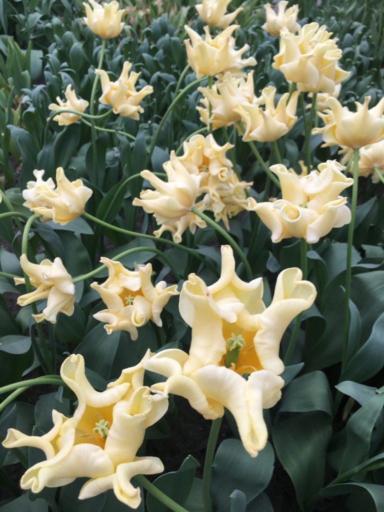 イエロー　クラウン